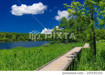 長野縣蓼科町女神湖的夏日風景 105595103