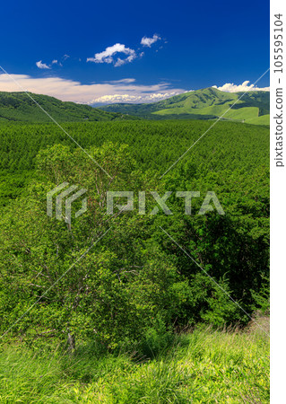 長野縣蓼科町夏季白樺高原風景 105595104