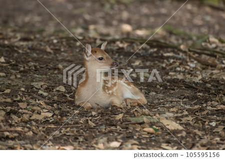 A fawn sitting on fallen leaves Nara Park A fawn sitting on fallen leaves Nara Park 105595156