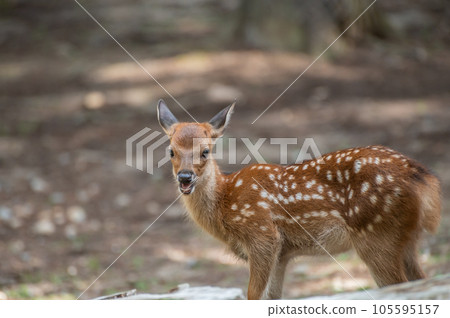 Fawn Nara Park 105595157