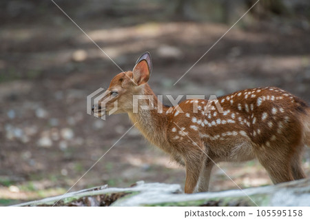Fawn Nara Park Fawn Nara Park 105595158