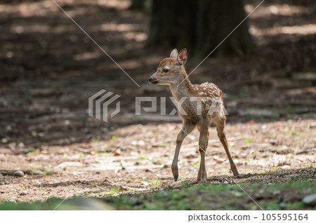 小鹿奈良公園 105595164