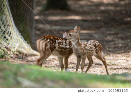 小鹿奈良公園 小鹿奈良公園 105595165