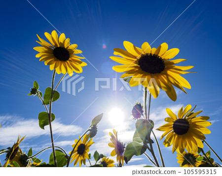 Sunflower blooming towards the sky Sunflower blooming towards the sky 105595315
