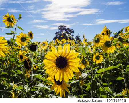 Sunflower flowers in a sunflower field in full bloom Sunflower flowers in a sunflower field in full bloom 105595316