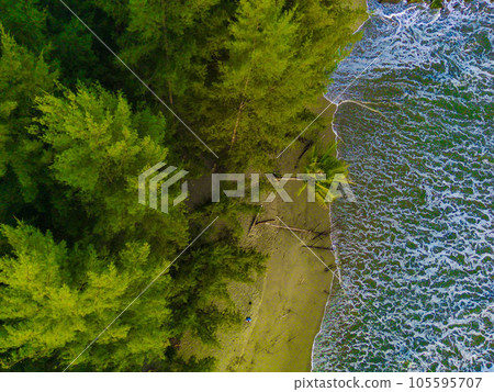 Top view of pine trees on the sandy beach with the sea waves in Pantai Bali, South West Aceh. Indonesia. Top view of pine trees on the sandy beach with the sea waves in Pantai Bali, South West Aceh. Indonesia. 105595707