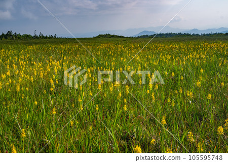 初夏的田代山濕地 初夏的田代山濕地 105595748