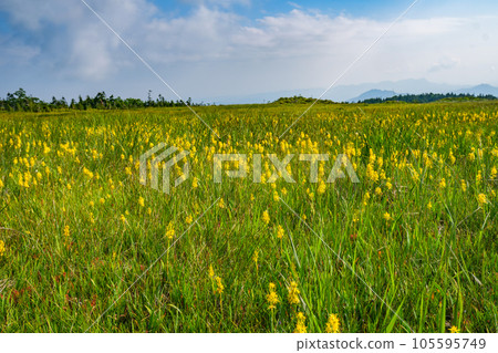 初夏的田代山濕地 105595749