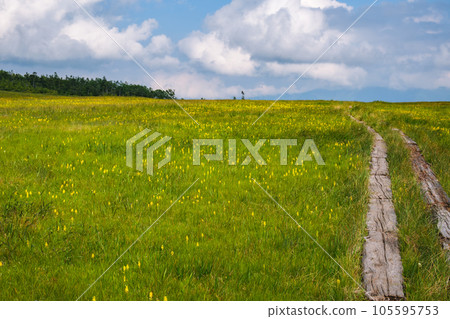 初夏的田代山濕地 105595753
