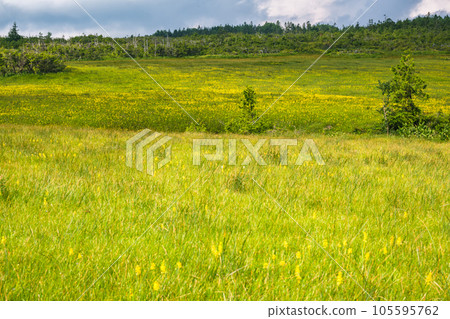 初夏的田代山濕地 105595762