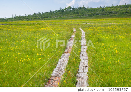 初夏的田代山濕地 105595767