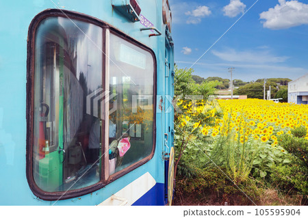 train and sunflower 105595904