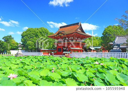 Scenery of Okazaki City, Iga Hachimangu Shrine and lotus 105595948