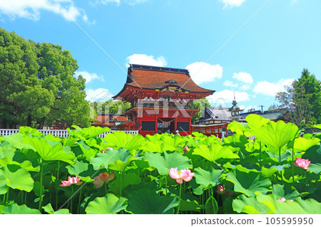 Scenery of Okazaki City, Iga Hachimangu Shrine and lotus 105595950