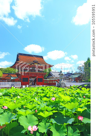 Scenery of Okazaki City, Iga Hachimangu Shrine and lotus 105595951