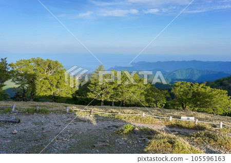 A scene of collaboration between fresh green leaves shining in the setting sun and the Kumano Sea 105596163