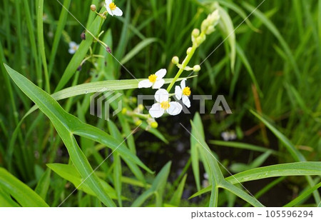 Omodaka flowers shining in the paddy field 105596294