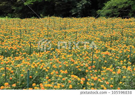 Safflower cultivation field in full bloom Safflower cultivation field in full bloom 105596838