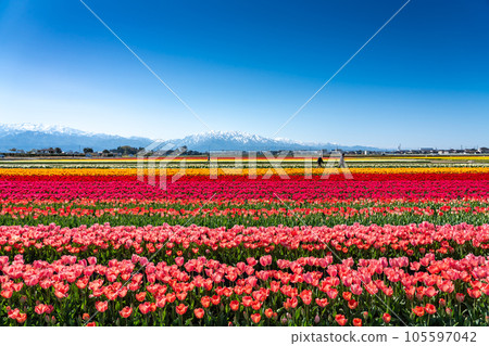 入禪花道2023 富山縣入禪町北阿爾卑斯山的鬱金香和殘雪 入禪花道2023 富山縣入禪町北阿爾卑斯山的鬱金香和殘雪 105597042