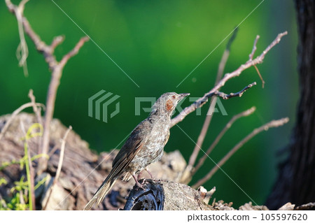 Brown-eared bulbulous on branches 105597620