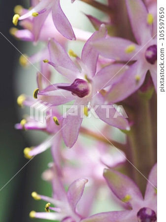 Hoshiomoto close-up 105597650