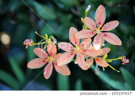 Hiougi flower Hiougi flower 105597657