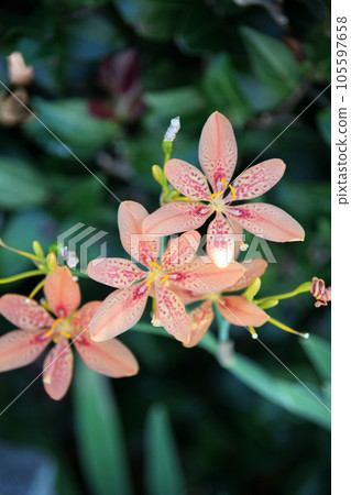 Hiougi flower Hiougi flower 105597658