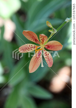 Hiougi flower Hiougi flower 105597665