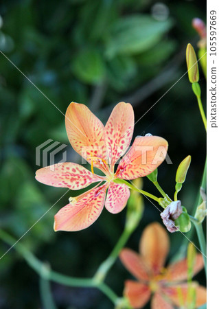 Hiougi flower Hiougi flower 105597669