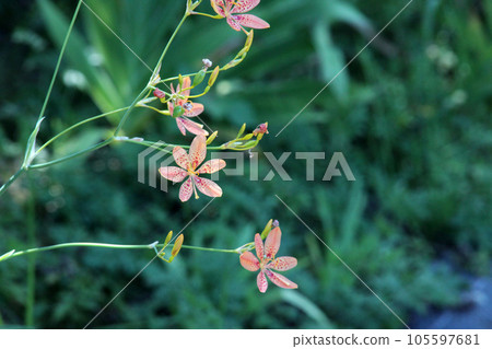 Hiougi flower Hiougi flower 105597681
