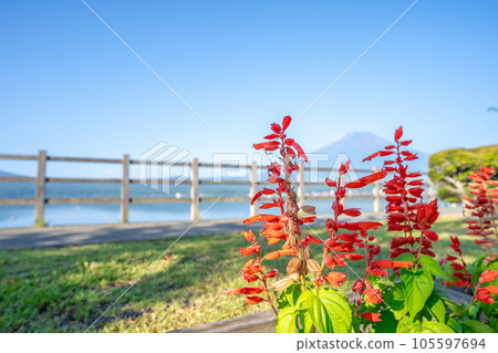 Blue sky and red begonia flowers 105597694