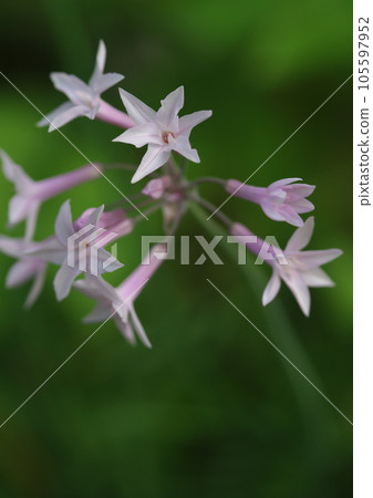 Pentas flowers Pentas flowers 105597952