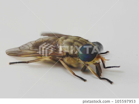 horsefly compound eye horsefly compound eye 105597953