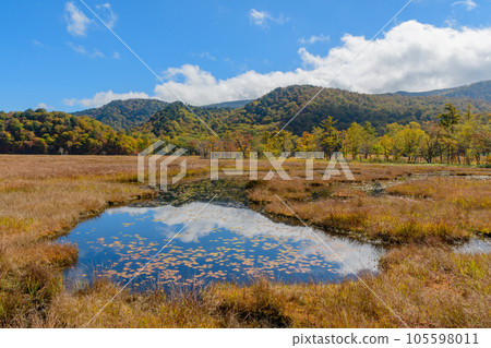 Wetlands of autumn leaves 105598011