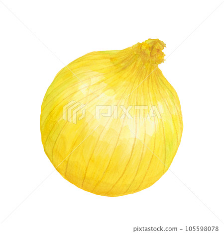 Onion watercolor hand-painted illustration material 105598078