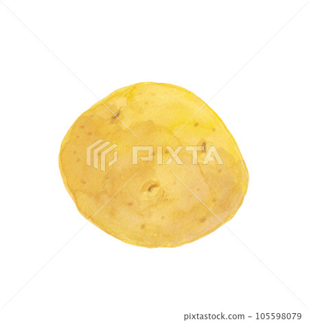 potato watercolor hand drawn illustration material 105598079