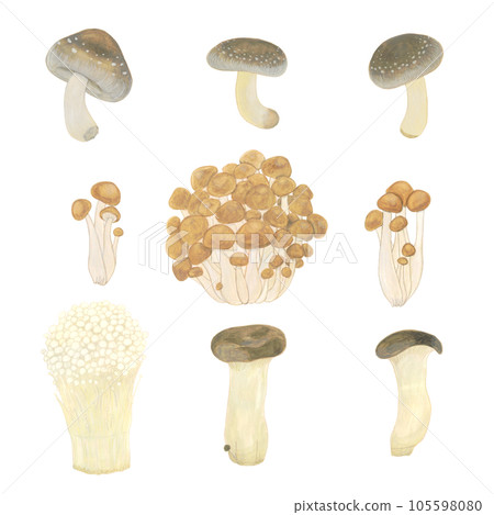 各種蘑菇水彩手繪插畫素材 105598080