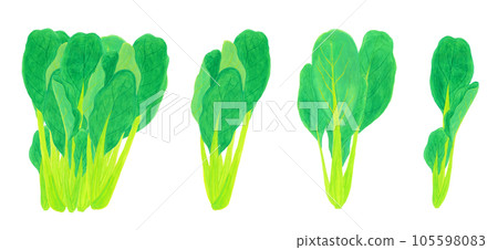 Komatsuna watercolor hand-painted illustration material 105598083