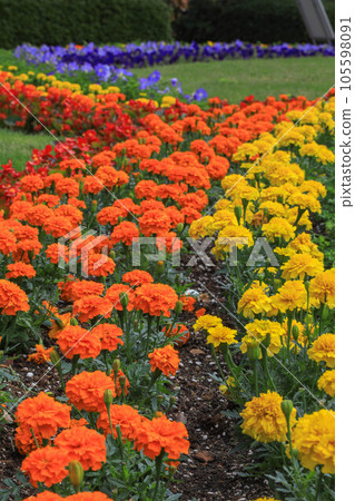 Flower bed Flower bed 105598091