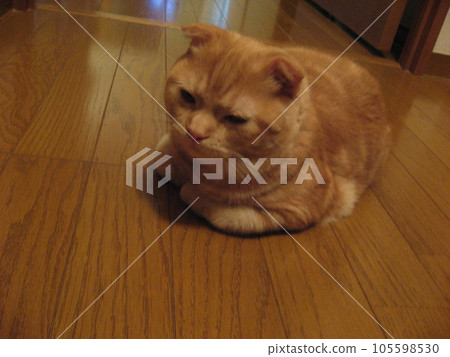 Sleeping cat 105598530