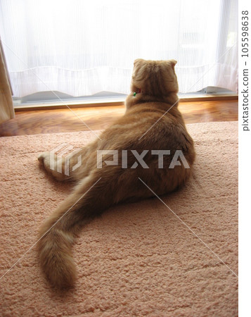 The back of a cat 105598638