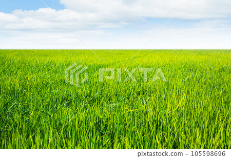Farm Field Green Jasmine Rice Traditional Food in Thailand, Landscape Organic Vista on Blue Sky Background, Modern Agriculture Farmer Asian, Country Bio Environment Growth Plant Meadow. 105598696