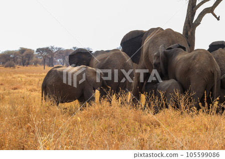 Herd of African elephants under a tree on the dry grass of the savanna of Tarangire National Park in Tanzania. Animals in wildlife 105599086