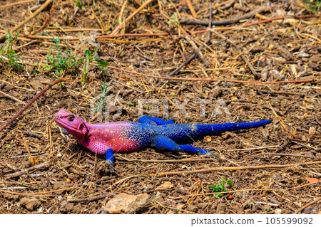 Male mwanza flat-headed rock agama (Agama mwanzae) or the Spider-Man agama on ground in Serengeti National Park, Tanzania Male mwanza flat-headed rock agama (Agama mwanzae) or the Spider-Man agama on ground in Serengeti National Park, Tanzania 105599092