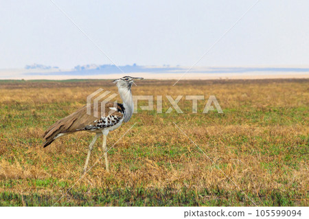 Kori bustard (Ardeotis kori) walking in dry savannah in Serengeti National Park, Tanzania 105599094