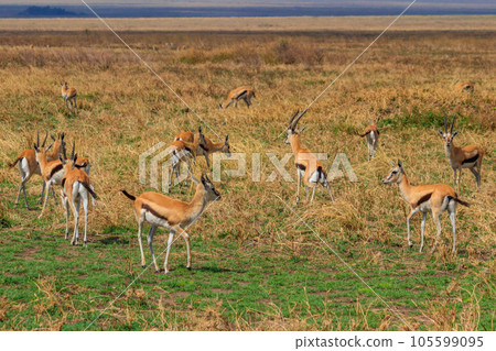 Herd of Thomson's gazelle (Eudorcas thomsonii) in Serengeti National Park in Tanzania. Wildlife of Africa 105599095