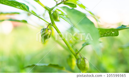Cape Gooseberry on Growth Green Tree in Park,Organic Fresh Physalis Minima Plant in Farm,Raw Food Gerry Fruit Tropical,Winter,Autumn 105599365