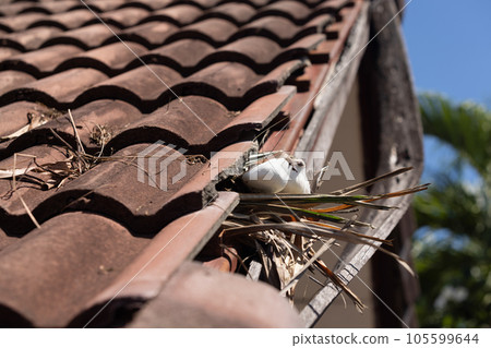 Birds nesting under old roof that loose or broken tiles and eaves. Birds nesting under old roof that loose or broken tiles and eaves. 105599644