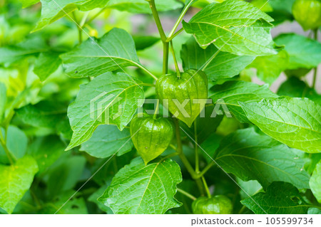 未成熟的綠色酸漿 105599734