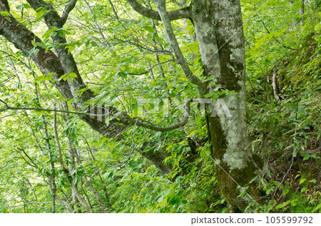 A world of beech trees with outstanding greenery in a deep forest Natural treasure poetry beech forest A world of beech trees with outstanding greenery in a deep forest Natural treasure poetry beech forest 105599792